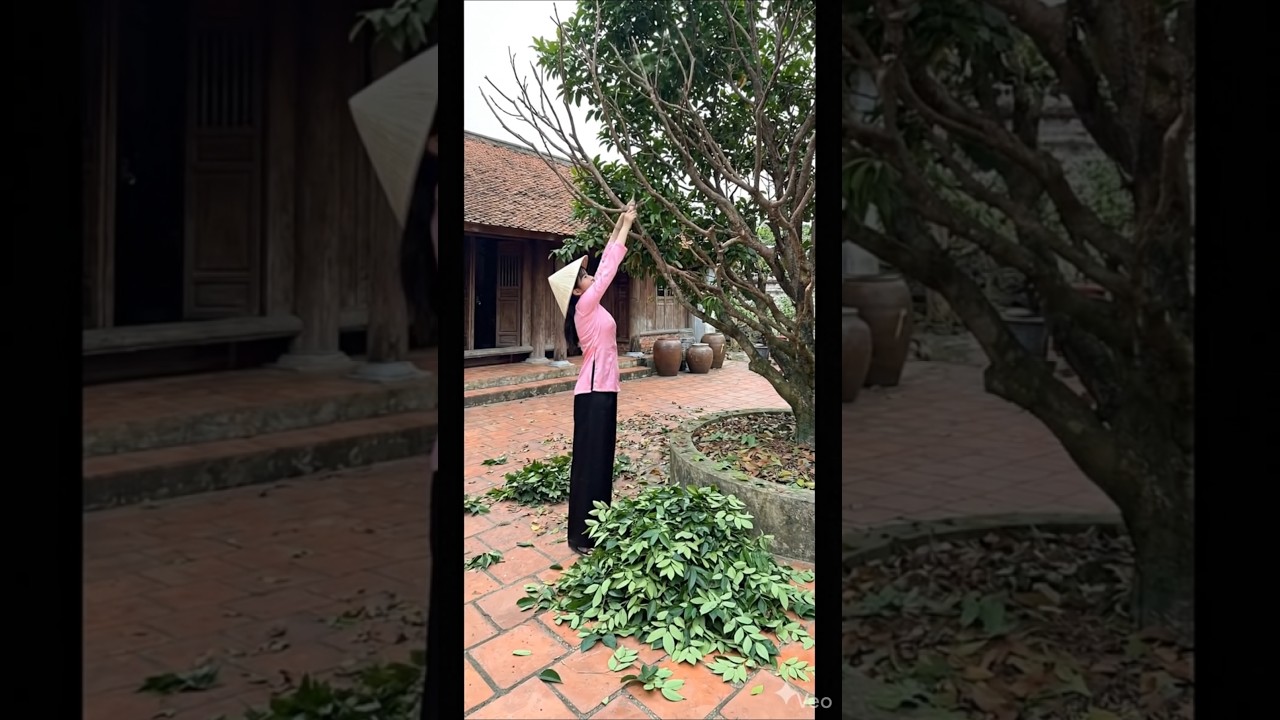 Trimming trees in preparation for Tet(Vietnamese New Year)
