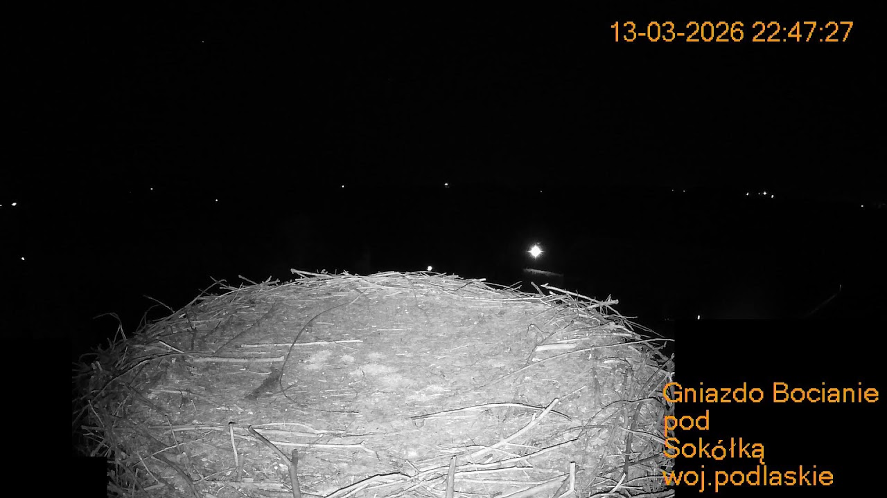 Gniazdo Bocianie pod Sokółką - na żywo.