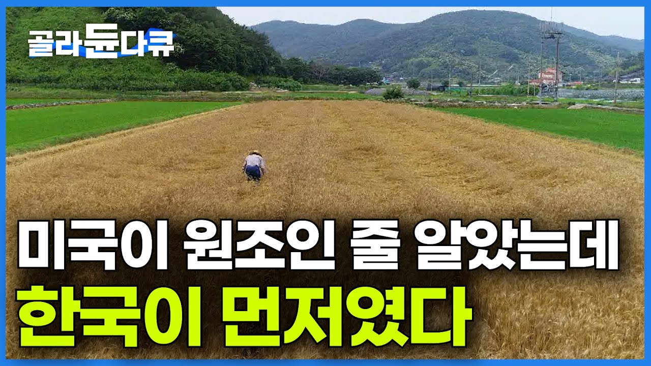 오히려 한국에선 외면받았던 열매. 미국인들이 수소문해 찾아냈다ㅣ할아버지 때부터 지켜온 우리나라 토종밀ㅣ앉은뱅이 밀ㅣ한국기행│#골라듄다큐