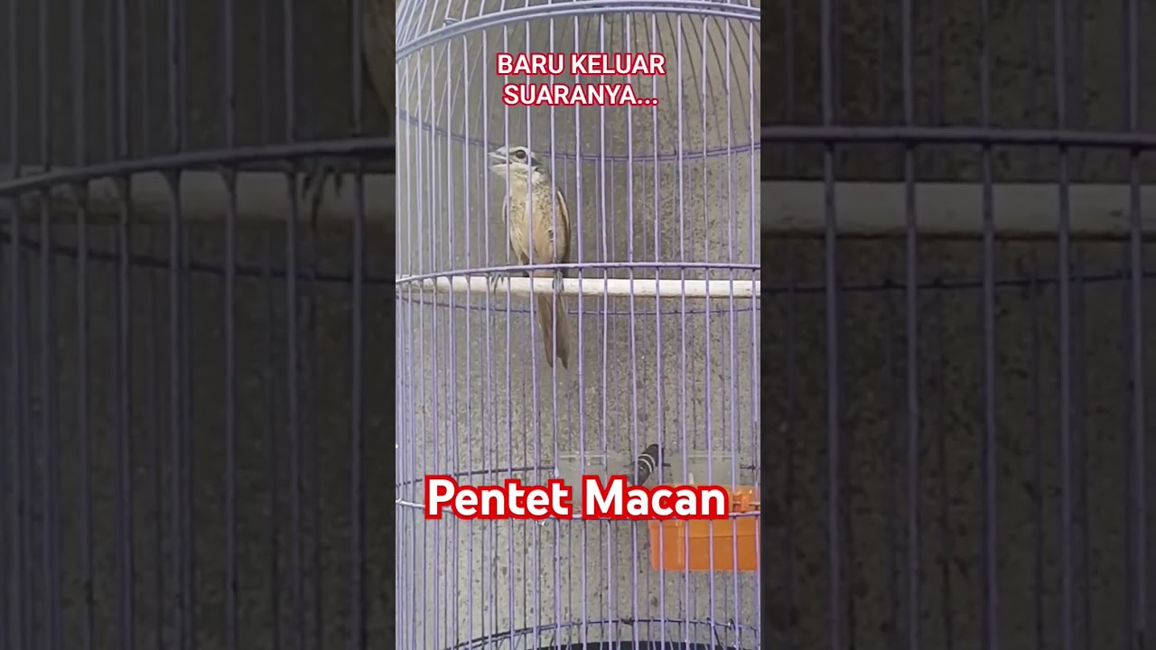 Cendet Macan / Pentet Macan Gacor
