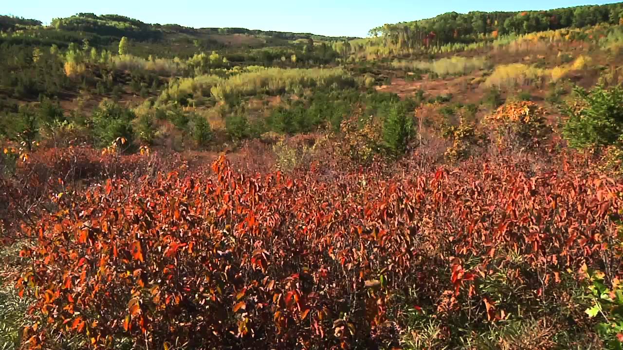 Upper Midwest Hazelnut Development Initiative