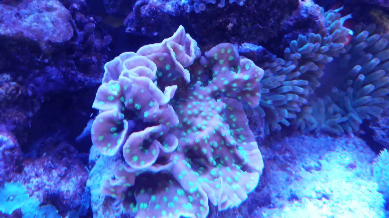 The New Aqua Illumination Hydra 52 HD