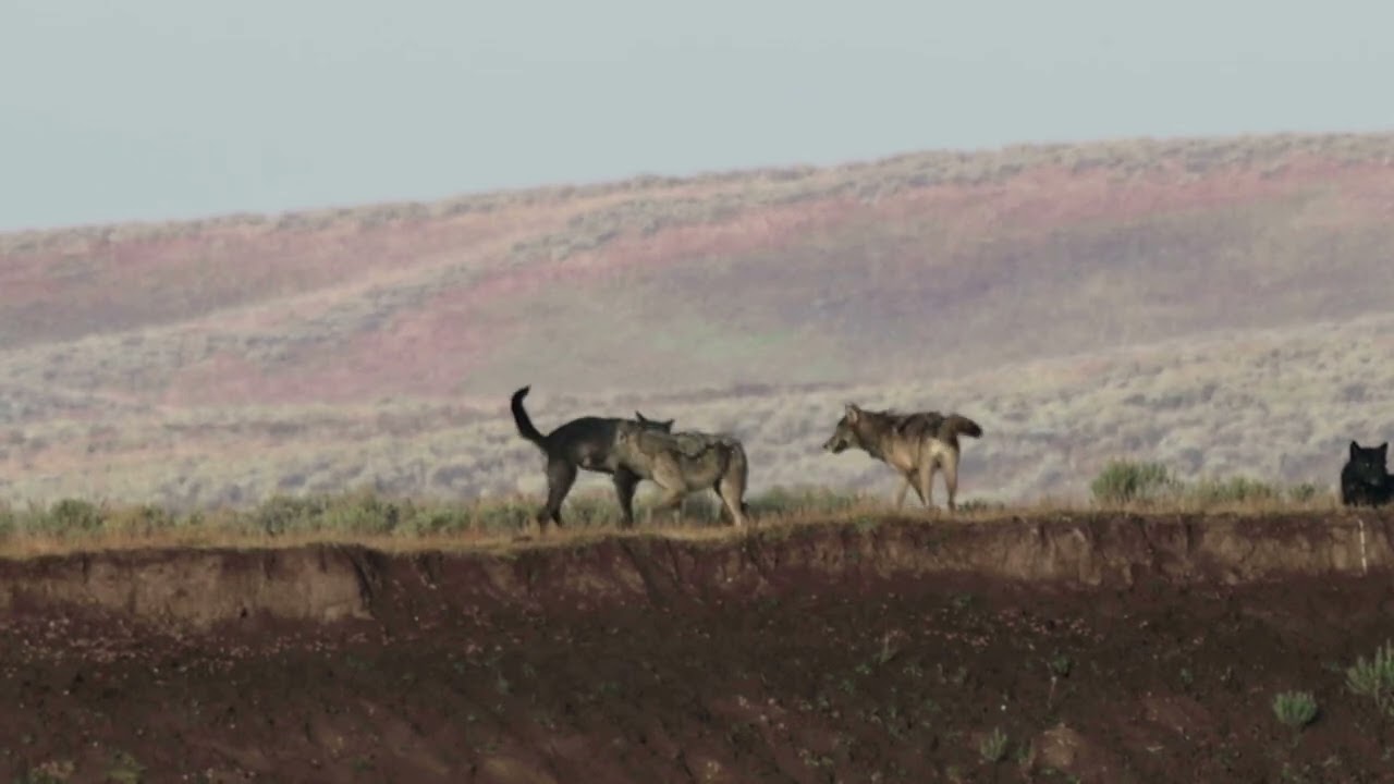 Wolves and Grizzly Bears Hayden Valley Yellowstone Labor Day