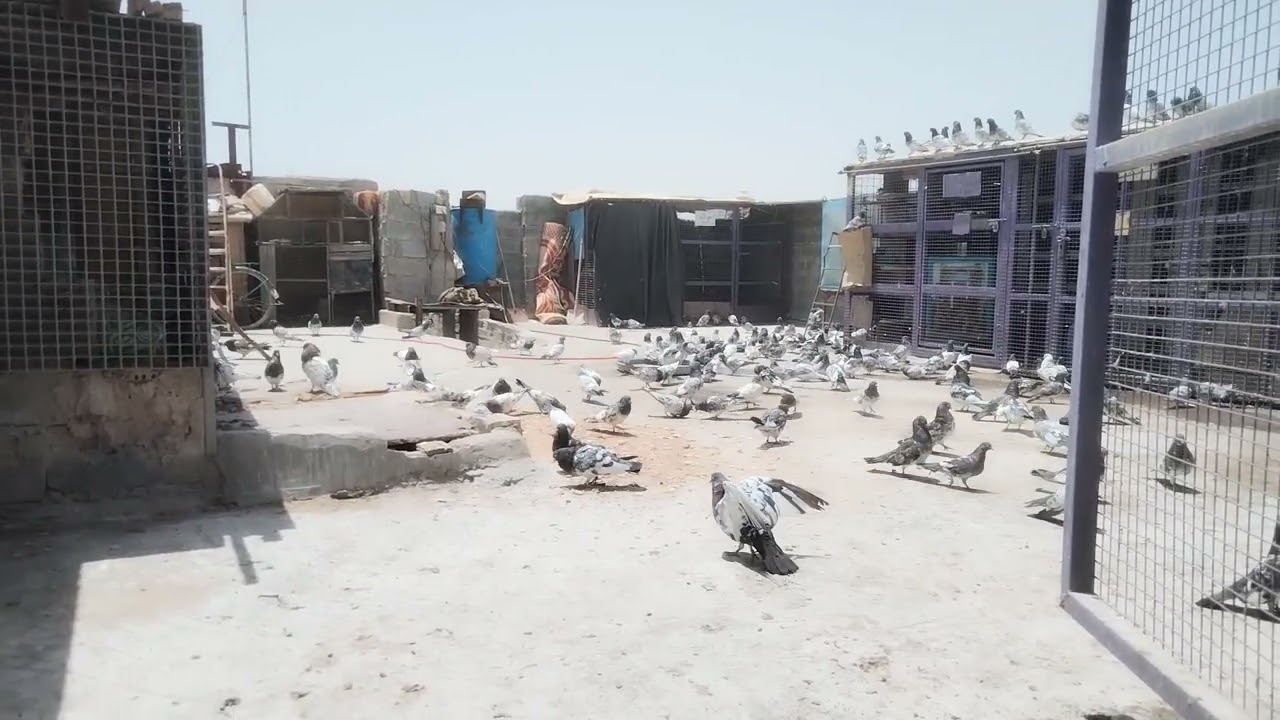 الطير الكظماوي الأصيل