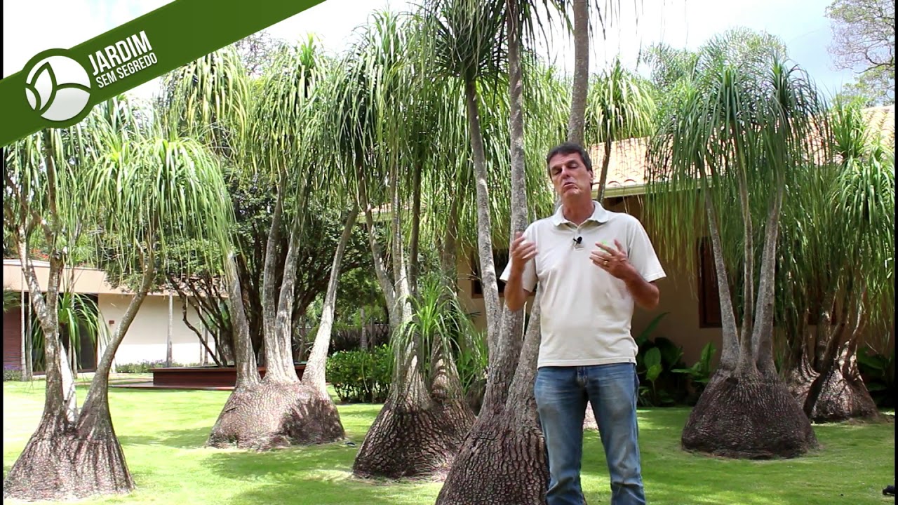 Pata de Elefante - Beaucarnea recurvata - Jardim sem segredo
