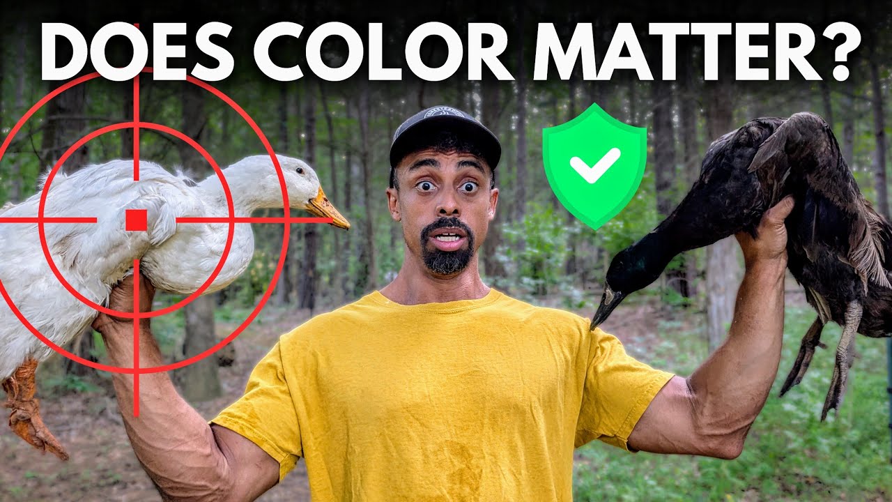 Black vs White: Which Birds Survive? (My Chickens & Ducks Prove It)