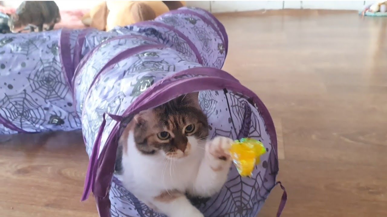 Розпаковка новорічних подарунків від нашої  підписниці Наталі 🎁🐈🐈‍⬛