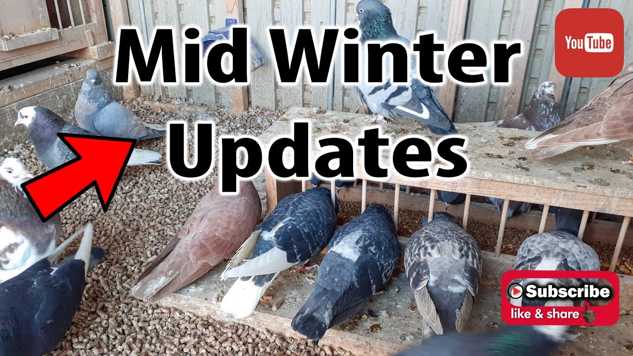 Mid Winter Updates (Birmingham Roller Pigeons)