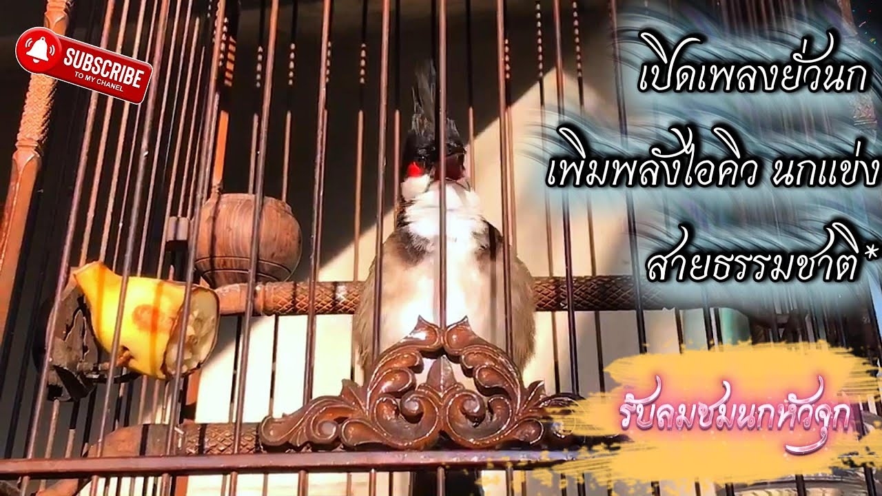 #birds #เสียงนกกรงหัวจุก เพิ่มพลังไอคิวนกแข่ง #รับลมชมนกหัวจุก #สายธรรมชาติ