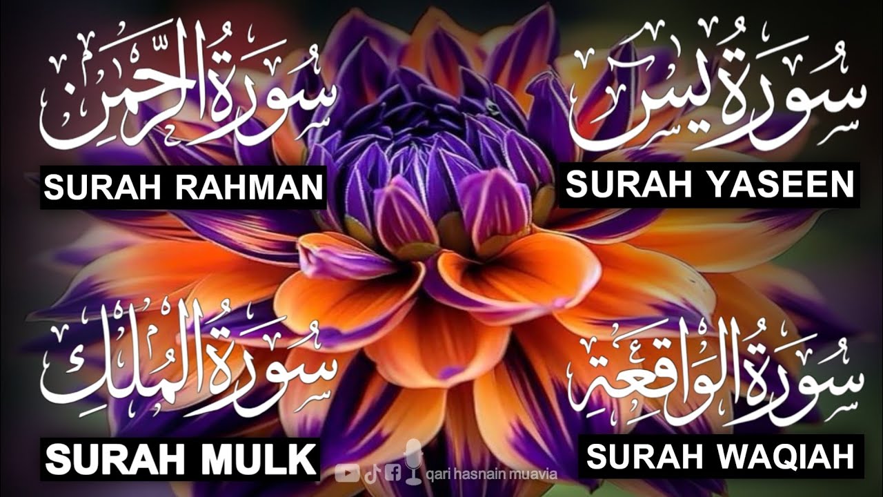 Surah Yasin ❤️ Surah Rahman , Surah Waqiah , Surah Mulk | Ep 334,یس
