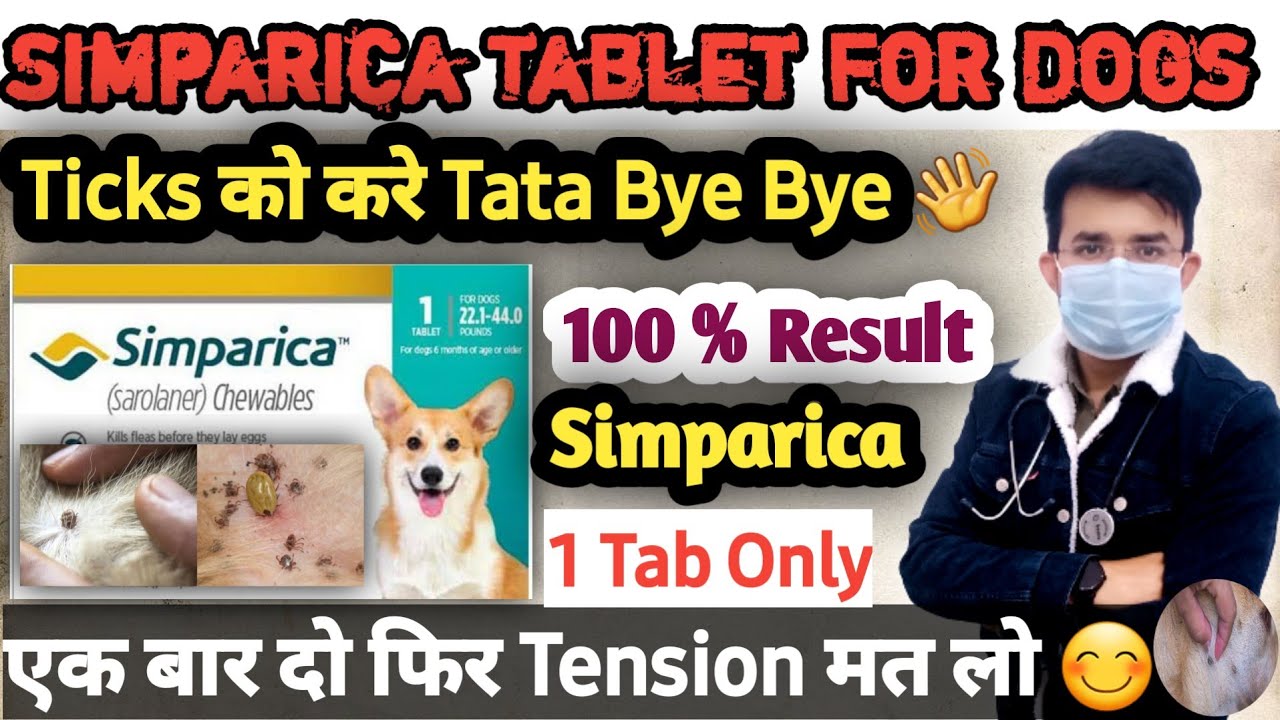 Simparica Tablet 💊 For Dogs || Ticks को करे Tata Bye Bye 👋 || Dog Ticks Removal || 100 % Result #dog
