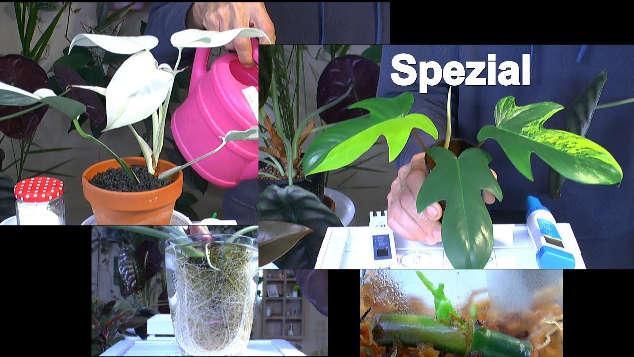 Alocasia Spezial, Philodendron Spezial und Monstera Spezial mit Updates in der Pflege und Vermehrung