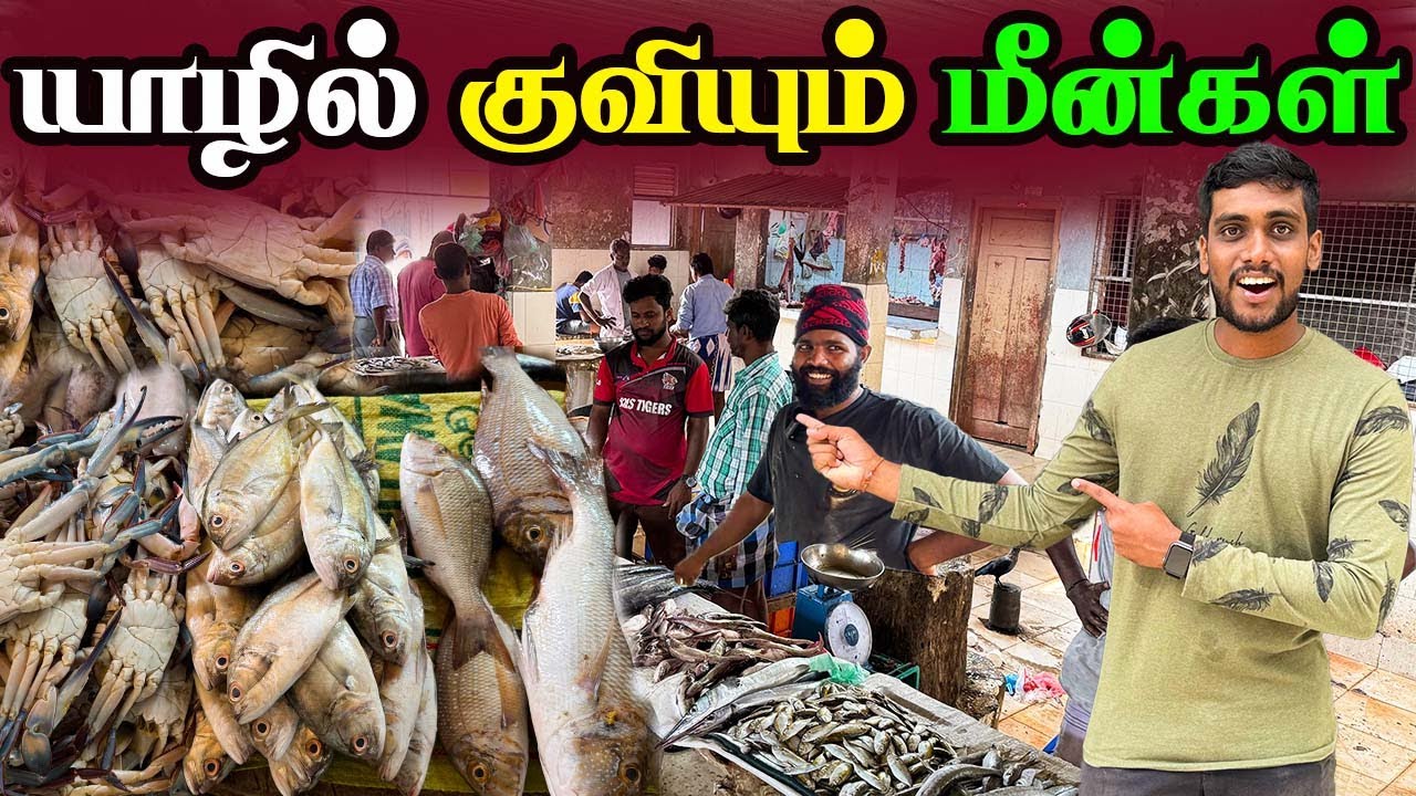 🔴 யாழில் மீன்களின் விலையில் மாற்றம்! 😮 | Jaffna Fish Market | Jaffna Thanush