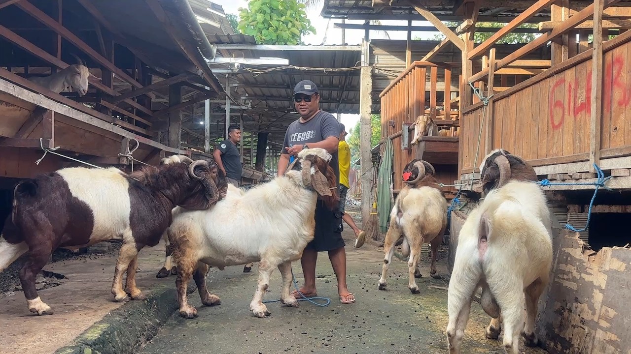 Kambing Jumbo siap Kurban