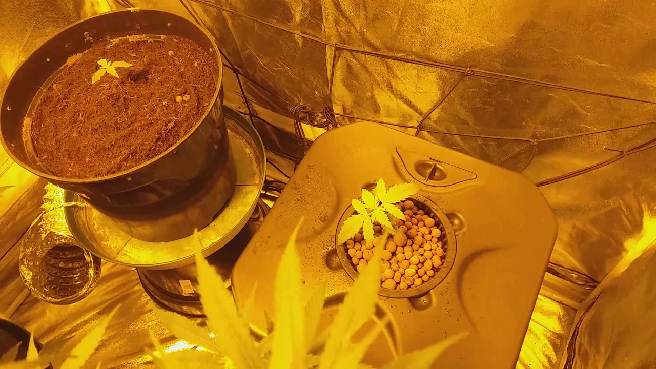 Auto blueberry