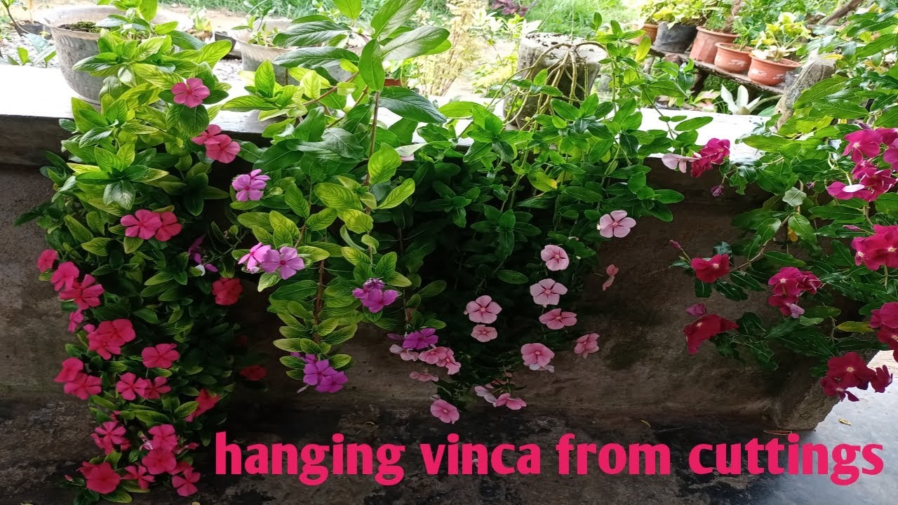 How to plant hanging vinca from cuttings| periwinkle Care Tips |Rowejc