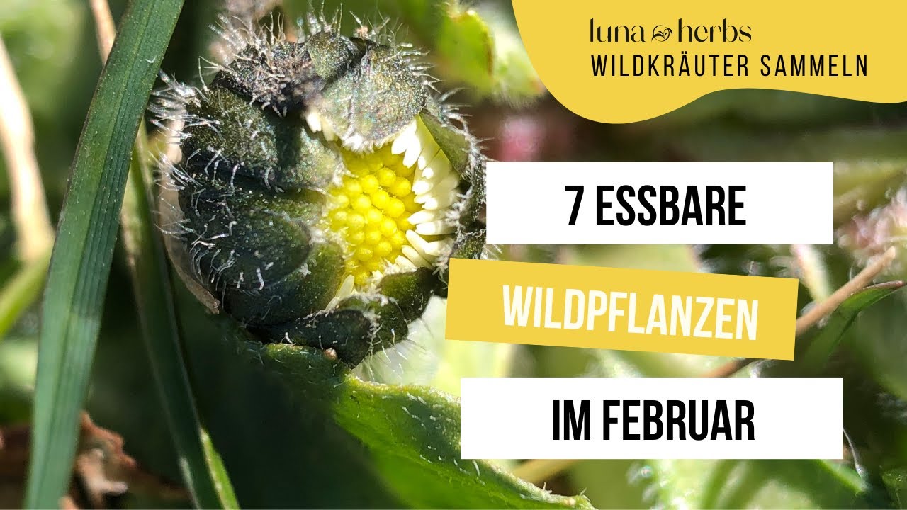 Diese 7 essbare Wildpflanzen kannst du im Februar sammeln