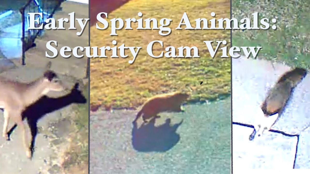 Early Spring Animals (Blink home security cameras) 2021