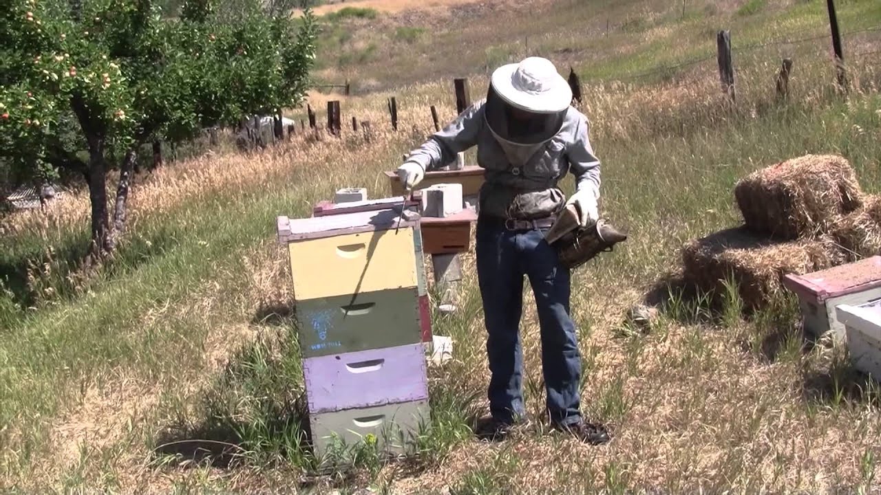 Organic Beekeeping 101 - Video 1 of 38 - Full Course at Organic Life Guru