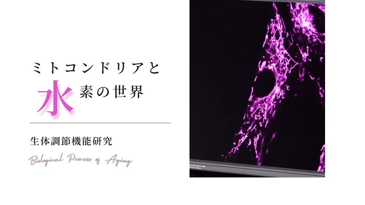 ミトコンドリアと水素の世界　生体調節機能研究