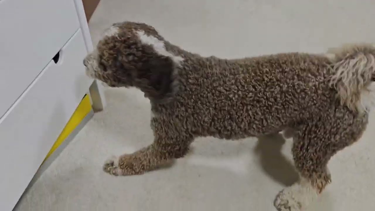 Anton sucht Geld // Perro de Agua Espa&ntilde;ol (spanischer Wasserhund)