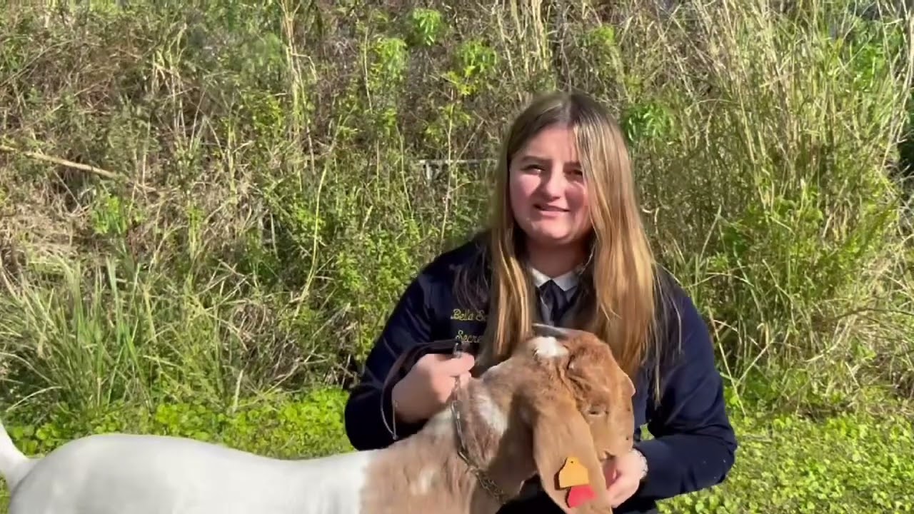 Central Florida Fair 2026- Market Goat Video- Isabella Scalise