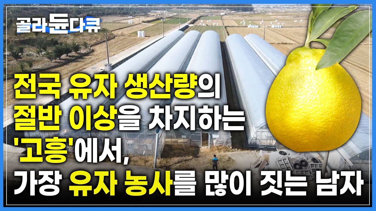 “농사만으론 먹고 살기 힘든 시절부터 시작한 유자농사, 이젠 한라봉 농사까지 짓게 됐어요🍊” | 결혼기념일 30주년을 맞아 이바지한 아내에게 선물한 집까지! | #골라듄다큐