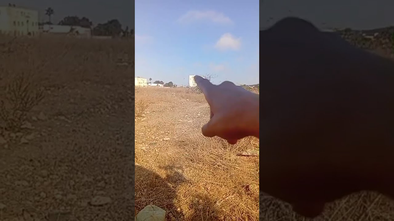 توليعة في الطبيعة على المباشر يوم 24/10/2025 صيد طائر الحسون المهاجر تحياتي لجميع المتابعين الأوفياء