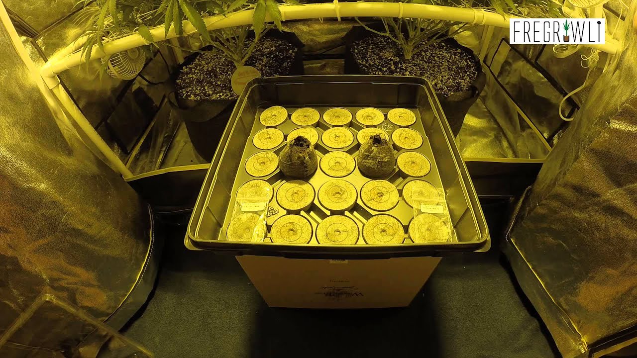 Girl Scout Cookies and Kosher Tangie Seed Germination