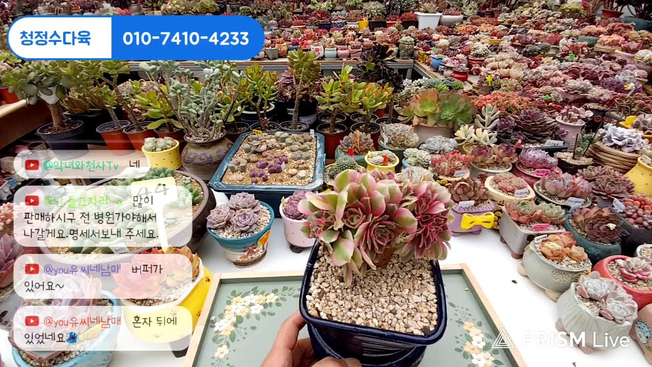 청정수 다육TV 라이브 방송