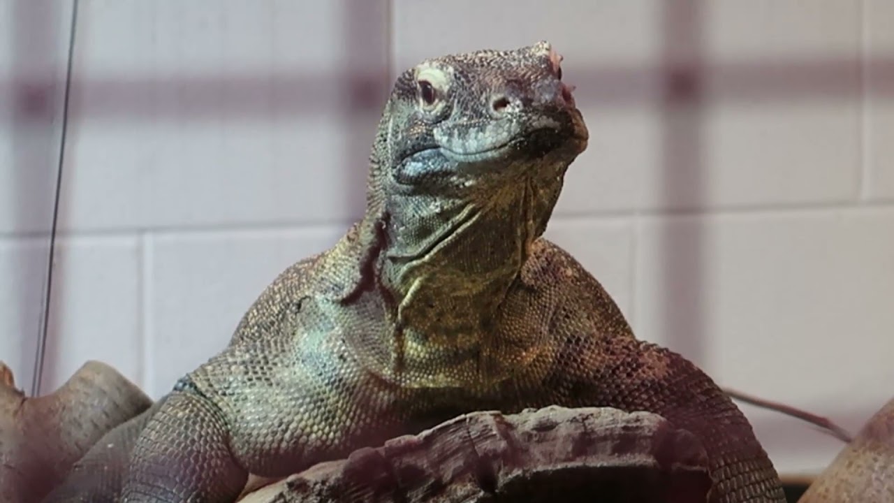 Chester Zoo | Komodo Dragon Experience | Behind the scenes