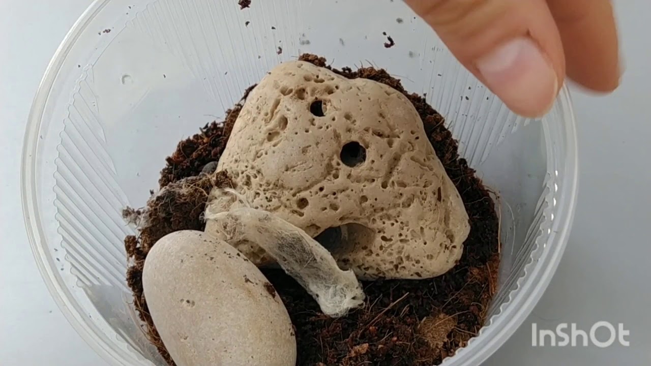 Eresus walckenaeri   pająk czołg, Phidippus regius   Skakun królewski