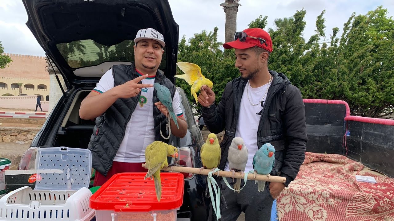 جولة في سوق الطيور 🦜🦜بمدينة مكناس🇲🇦 19/05/2024رقم الهاتف:  0619227462