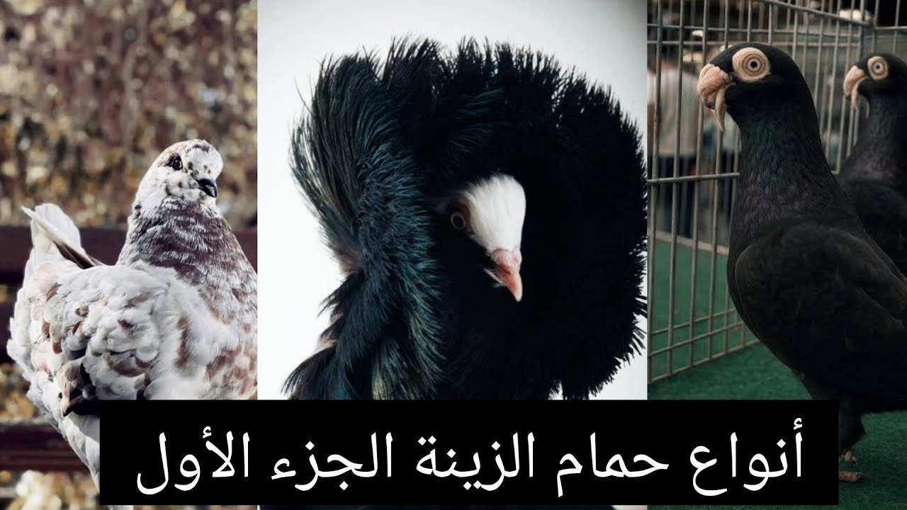 انواع الحمام المعروفة الجزء الاول pigeon#