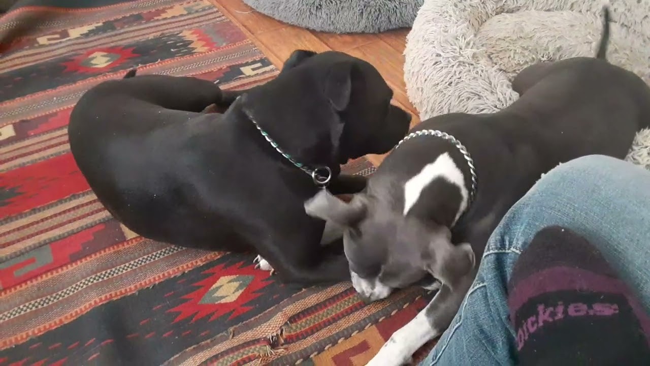 Gypsy n Raine ❤️🐾 having fun! Good bye February!