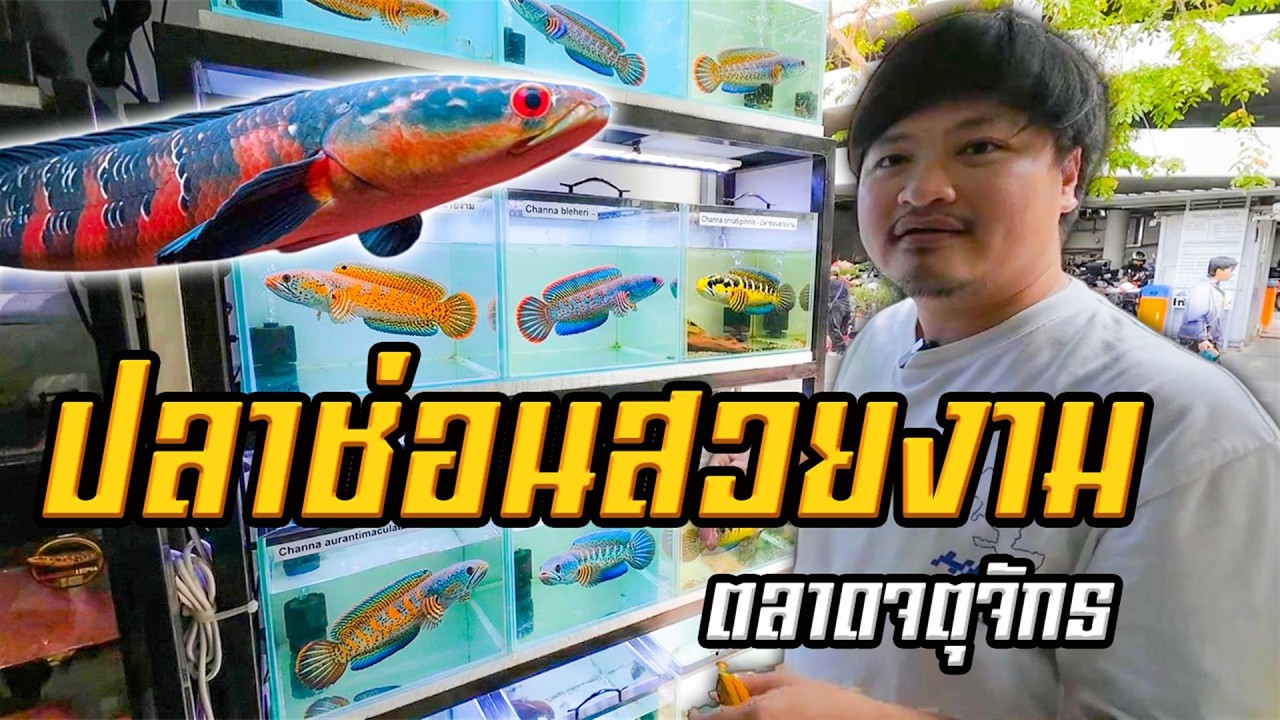 ปลาช่อนสวยงามร้าน CHANNATOPIA จตุจักร