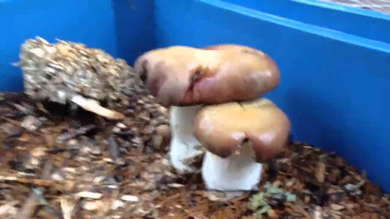 The Garden Giant & 