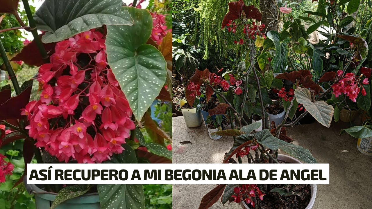 ASÍ RECUPERO A MI BEGONIA ALA DE ANGEL, te enseño paso a paso | Jardín Diaz