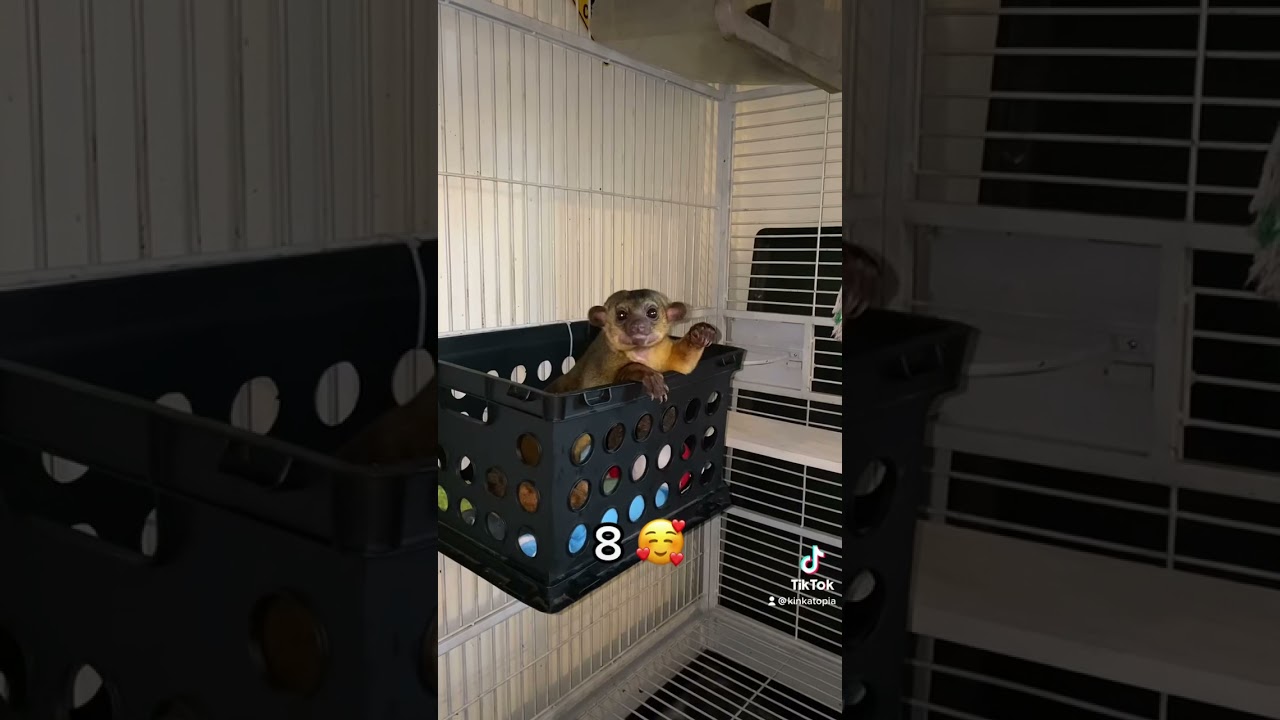 10 звуков кинкажу и что они означают