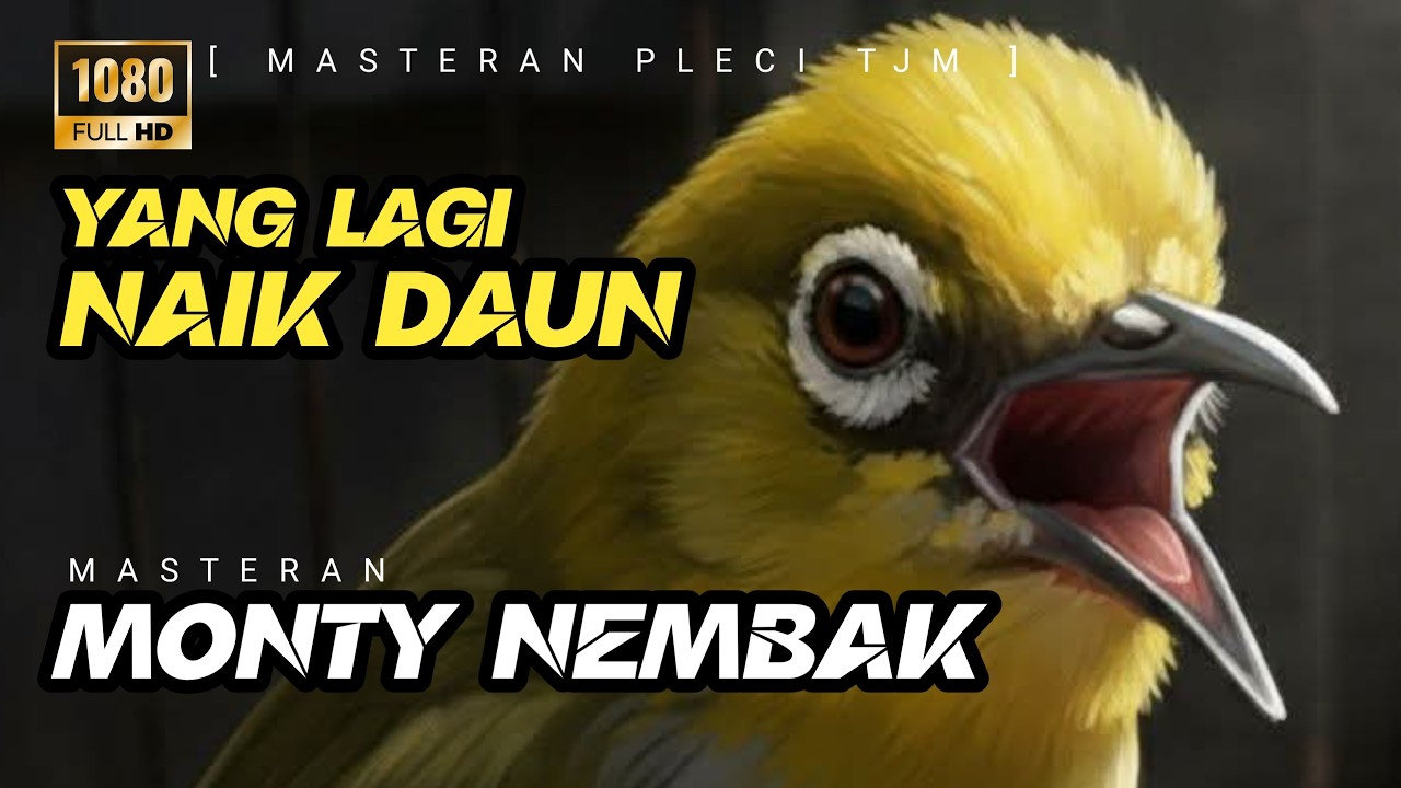 🔴 LIVE Masteran Pleci Monty Nembak Panjang / Montanus Materi