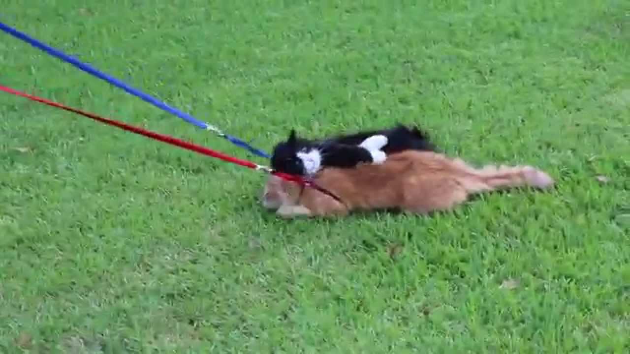Simon the Cat Refuses To Dog
