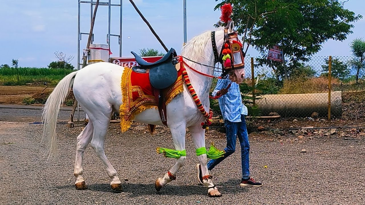 Suraj kate horse kodoli satara