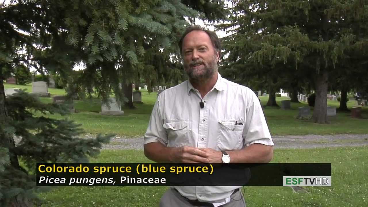 Trees with Don Leopold - Colorado (blue) spruce