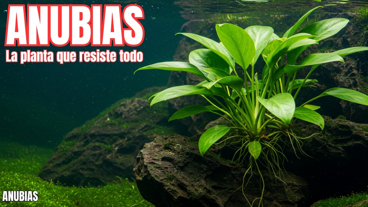 Descubre el Poder de las Anubias en tu Acuario
