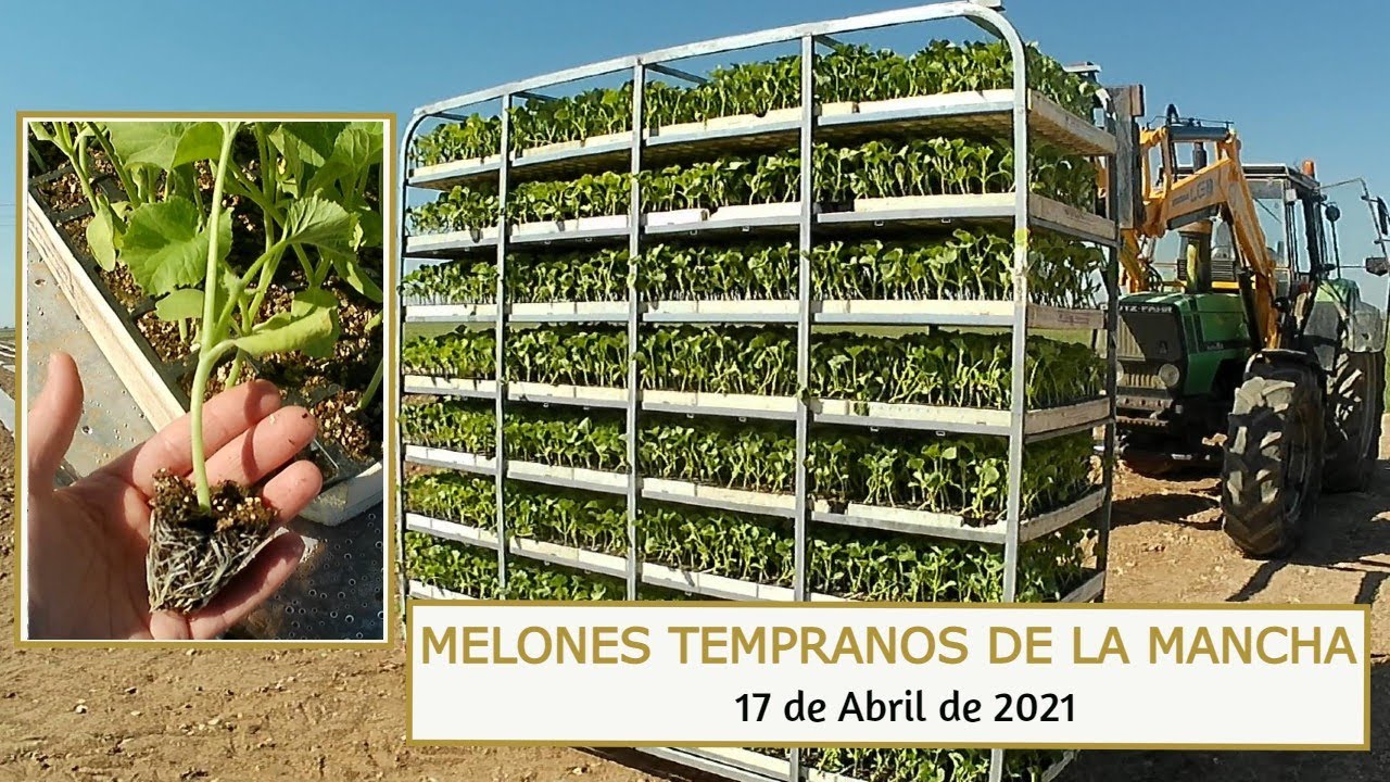 SEMBRANDO MELONES - VERDES, PIEL DE SAPO