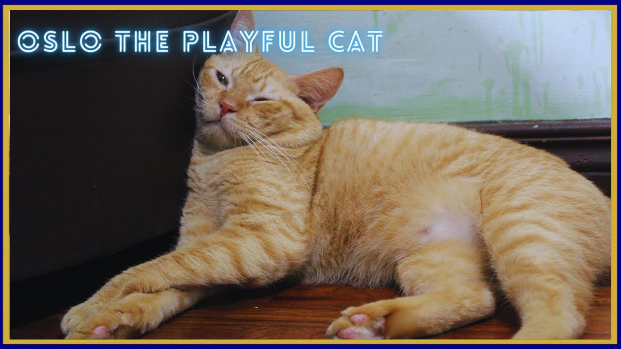 WHAT WE DO DURING WEEKENDS | CAT VLOG