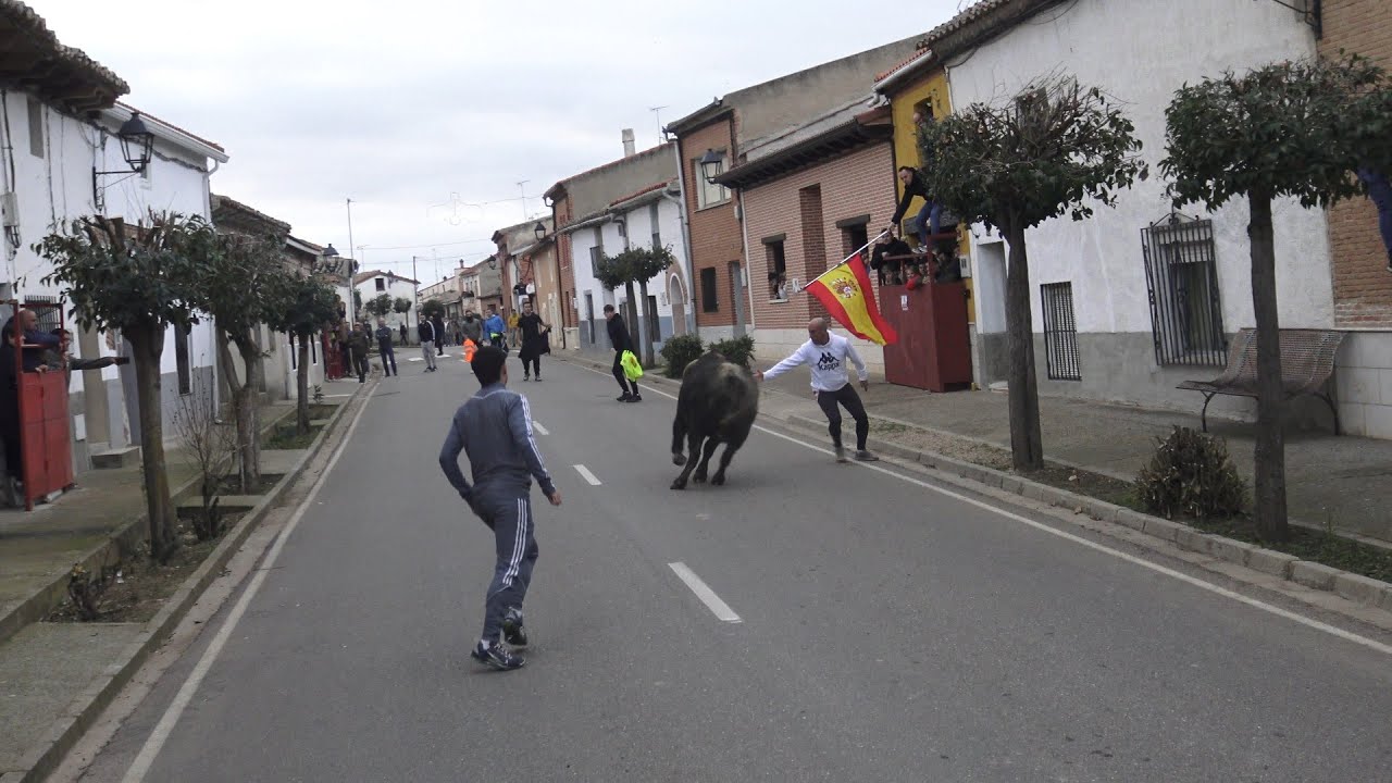 Pollos  VA  2025 Toro de San Nicolas