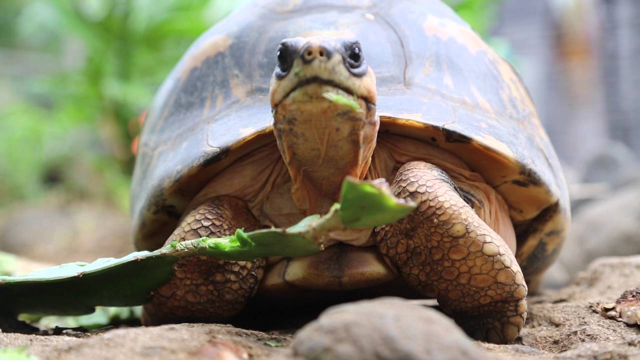 Ile de la R&eacute;union Kelonia Centre de soin pour tortues /Reunion island Kelonia turtles care center