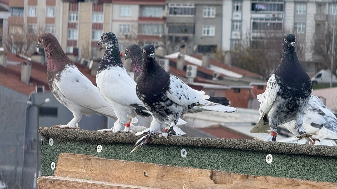 Tip güvercin uçumu hepsine vurduk sopayı