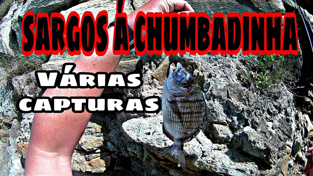SARGOS Á CHUMBADINHA... várias capturas